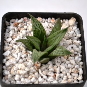 Haworthia cv. "Metallica"