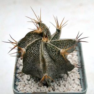 Astrophytum ornatum