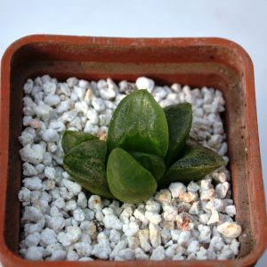 Haworthia atrofusca mutant