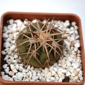Gymnocalycium spegazzinii