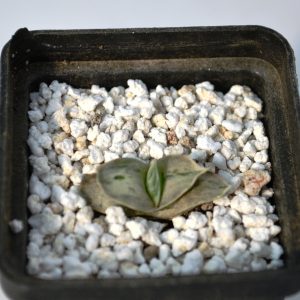 Gasteria cv. "Sat-sato-no-matsu"