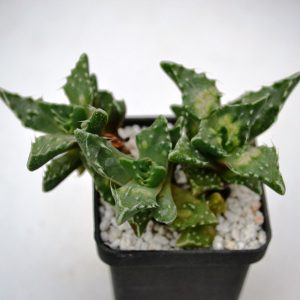 Faucaria tuberculosa