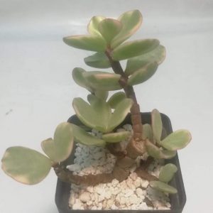 Partulocaria afra f. variegata