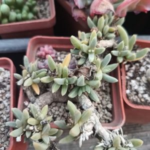 Delosperma haraseanum