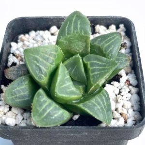 Haworthia heidelbergensis