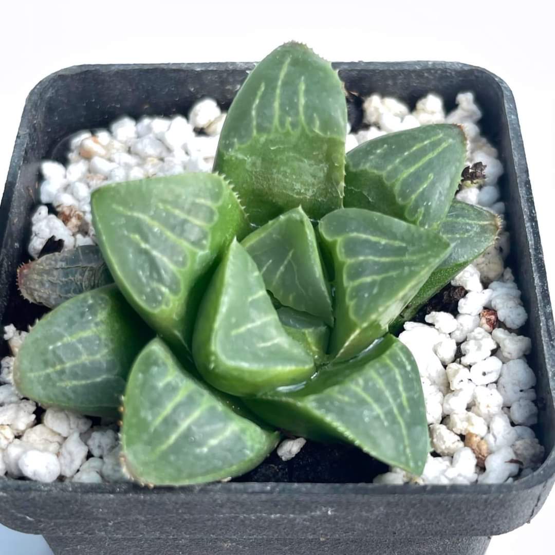 Haworthia heidelbergensis