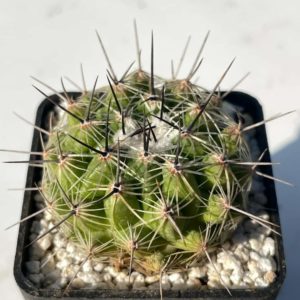 Thelocactus conothelos (Ko)