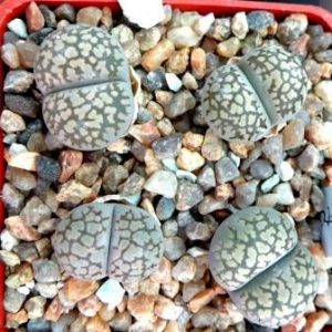 lithops  salicola reticulata