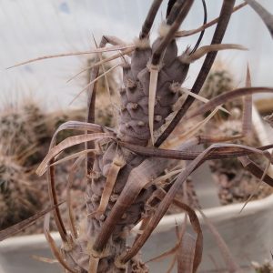 Tephrocactus art. v. diadematus - побеги- s
