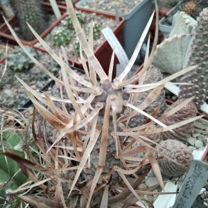 Tephrocactus papyracanthus -grey  spines- побеги- s