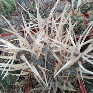 Tephrocactus papyracanthus -white spines- побеги- s