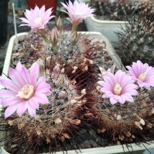 Krainzia longiflora v. stampferi -seeds-семена-