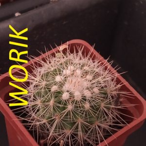 Mammillaria nunezii MG 811.4