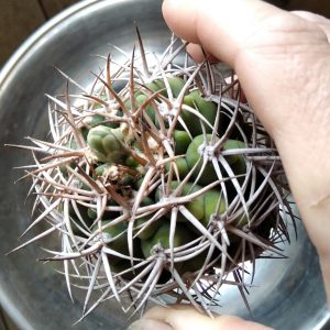Gymnocalycium ferocior -s
