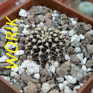 Gymnocalycium Agua Dulce