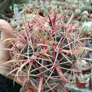 Ferocactus gracilis v. coloratus -MG- s