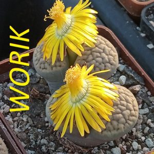 Lithops schwantesii