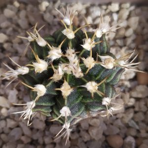 Gymnocalycium mihanovichii hibotan