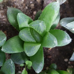 Haworthia cooperi obtusa