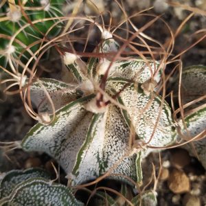 Astrophytum capricorne
