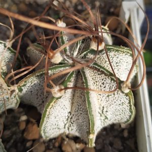 Astrophytum capricorne