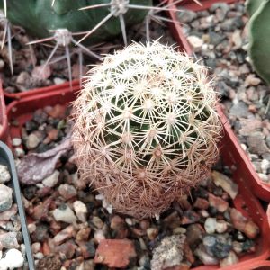 Coryphantha pseudoradians FO047 -MG- s