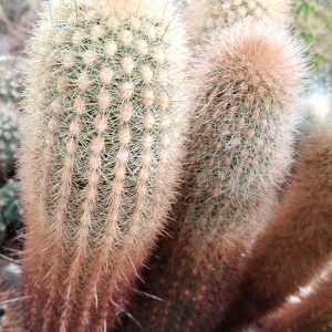 Neobinghamia climaxacantha -MG-