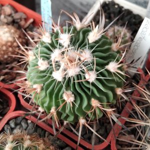 EFC zacatecasensis JS39 -MG- s