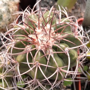 Discocactus cristalophylus HU582 -s