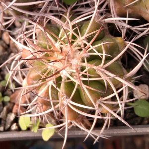 Discocactus cristalophylus HU582 -s