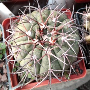 Gymnocalycium cardenasianum JO601 -s