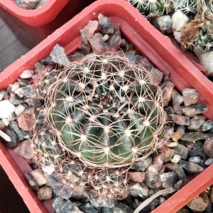 Lobivia arachnacantha v. nigra -s