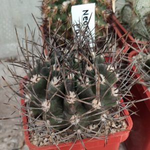 Neoporteria pulchella -Uhlig-seeds-семена- s