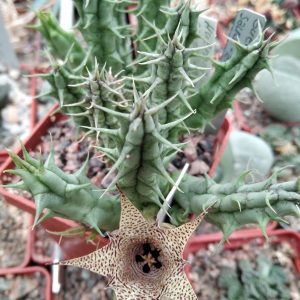 Huernia  saudi-arabica - побеги