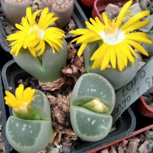 Lithops olivacea C107 -seeds-семена- s