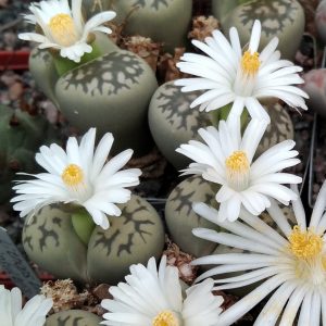 Lithops bella -seeds-семена- s