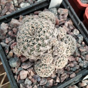 Sulc. mentosa-albissima JD21815- s