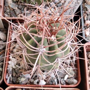 Denmoza rhodacantha VG1040
