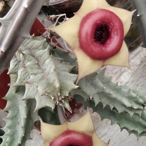 Huernia insigniflora -побеги-