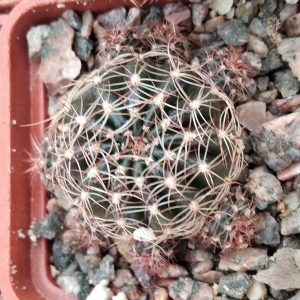 Lobivia arachnacantha v. nigra -s