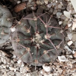 Gymnocalycium bodenbenderianum v. mirandaense P222 -s