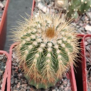 Eriocactus warasii -Piltz- s