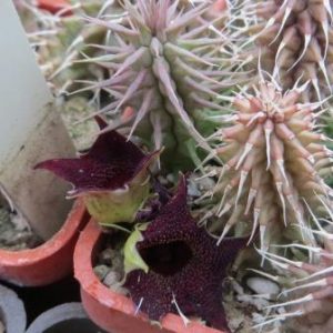 huernia pillansii x pillansii macrocarpa