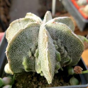 astrophytum fukuryu