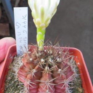 3144 gymnocalycium  spec LB 1334 Piltz