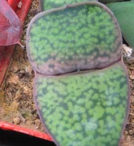 gasteria armstrongii Renny Wong