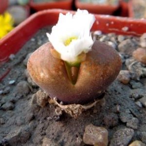 optalmophyllum verrucosum