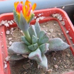 aloinopsis orpenii