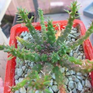 euphorbia gorgonis