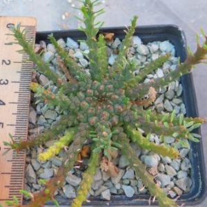 euphorbia gorgonis